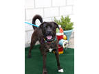 Adopt Archie Bear a Brindle Shepherd (Unknown Type) / Mixed dog in Columbus