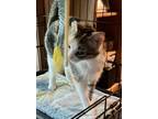 Adopt Lucy a Calico or Dilute Calico Calico (short coat) cat in PRUDENVILLE