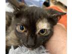 Adopt Tatiana a Tortoiseshell Domestic Shorthair (short coat) cat in Dayton