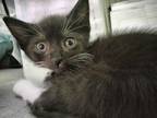 Adopt Mickey a Black & White or Tuxedo American Shorthair (short coat) cat in