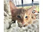 Adopt Ginger Snap a Orange or Red American Shorthair / Mixed (short coat) cat in