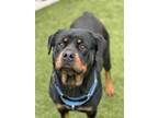 Adopt DOJA CAT a Rottweiler