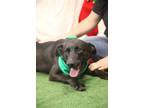 Adopt Jack 23 a Labrador Retriever / Australian Cattle Dog / Mixed dog in