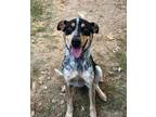 Adopt Nox a Blue Heeler / Hound (Unknown Type) / Mixed dog in Versailles