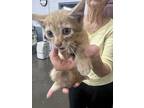 Adopt Murphy a Orange or Red Domestic Shorthair / Domestic Shorthair / Mixed cat