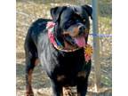 Adopt Kassie a Rottweiler