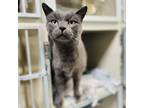 Adopt Yoda a Gray or Blue Domestic Shorthair / Mixed cat in Great Falls