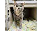 Adopt Leia a Gray or Blue Domestic Shorthair / Mixed cat in Great Falls