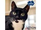 Adopt Lily a All Black Domestic Shorthair / Mixed cat in Great Falls