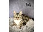 Adopt Sully a Gray or Blue (Mostly) Domestic Shorthair / Mixed (short coat) cat
