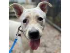 Adopt Dixie a White - with Tan, Yellow or Fawn Mixed Breed (Medium) / Mixed dog
