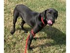 Adopt Barry a Black Weimaraner / Labrador Retriever / Mixed dog in Groton
