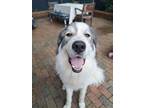 Adopt Beau a White - with Gray or Silver Great Pyrenees / Mixed dog in