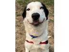 Adopt Bugs a White Mixed Breed (Large) / Mixed dog in Burlington, WA (38561696)