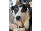 Adopt SweetCake - IN FOSTER ADOPTED a White Mixed Breed (Medium) / Mixed dog in