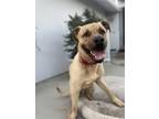 Adopt Hank a Tan/Yellow/Fawn - with Black Mastiff / Pit Bull Terrier / Mixed dog