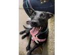 Adopt Ruby a Black - with White Pit Bull Terrier / Labrador Retriever / Mixed