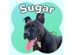 Adopt Sugar a Black Mixed Breed (Medium) / Mixed dog in Ashtabula, OH (38540558)