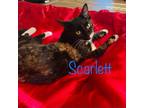 Adopt Scarlett a Tortoiseshell Domestic Shorthair / Mixed cat in Lantana
