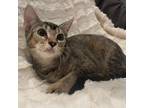 Adopt Theodora a Brown or Chocolate Domestic Shorthair / Mixed cat in Lantana