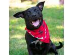 Adopt Barney a Black Labrador Retriever / Dachshund / Mixed dog in Helena