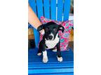 Adopt Pup Tart a Black Labrador Retriever / Mixed dog in Kyle, SD (38316229)
