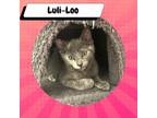 Adopt Luli-Loo a Gray or Blue American Shorthair / Mixed cat in Suisun