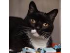 Adopt Hobie Brown a All Black Domestic Shorthair / Mixed cat in Salt Lake City