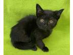 Adopt Butler a All Black Domestic Shorthair (short coat) cat in Patterson