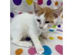 Adopt Clementine a White (Mostly) Domestic Shorthair (short coat) cat in