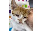 Adopt Mango a White (Mostly) Domestic Shorthair (short coat) cat in