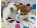 Adopt Cantaloupe a White (Mostly) Domestic Shorthair (short coat) cat in Dayton