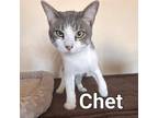 Adopt Chet a Domestic Shorthair / Mixed (short coat) cat in Phoenix