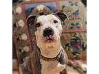 Adopt Pandora a White - with Gray or Silver Pit Bull Terrier / Mixed dog in