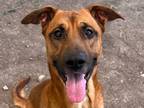 Adopt Pietro a Brown/Chocolate Mixed Breed (Large) / Mixed dog in Georgetown