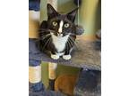 Adopt Nebula a All Black Domestic Shorthair / Domestic Shorthair / Mixed cat in