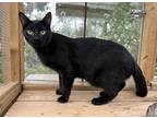 Adopt DUNNING a All Black Domestic Shorthair / Domestic Shorthair / Mixed cat in