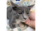 Adopt Aqua Man a Gray or Blue (Mostly) Domestic Shorthair (short coat) cat in