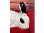 Adopt Boudicca a White Other/Unknown / Mixed (short coat) rabbit in Youngstown