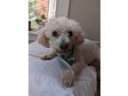 Adopt Bob Ross a White Poodle (Miniature) / Mixed dog in Frankfort