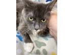 Adopt Honor a Gray or Blue (Mostly) Domestic Mediumhair (medium coat) cat in