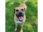 Adopt Charlie a Boxer / Mixed dog in Pequot Lakes, MN (38319356)