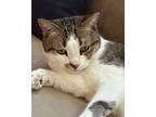 Adopt Anya a Spotted Tabby/Leopard Spotted Domestic Shorthair (short coat) cat