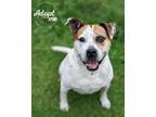 Adopt Carol a White - with Red, Golden, Orange or Chestnut Pit Bull Terrier /