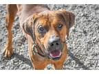 Adopt Toby a Red/Golden/Orange/Chestnut Redbone Coonhound / Mixed dog in