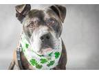 Adopt Camo a Brindle - with White Pit Bull Terrier / Mixed dog in Indiana