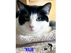 Adopt Waldo a Black & White or Tuxedo Domestic Shorthair (short coat) cat in