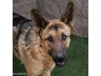 Adopt MIRA a German Shepherd Dog