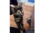 Adopt Nebula a Tortoiseshell Domestic Shorthair (short coat) cat in Oceanside