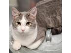 Adopt Greyson a Gray or Blue Domestic Shorthair / Mixed cat in Carroll